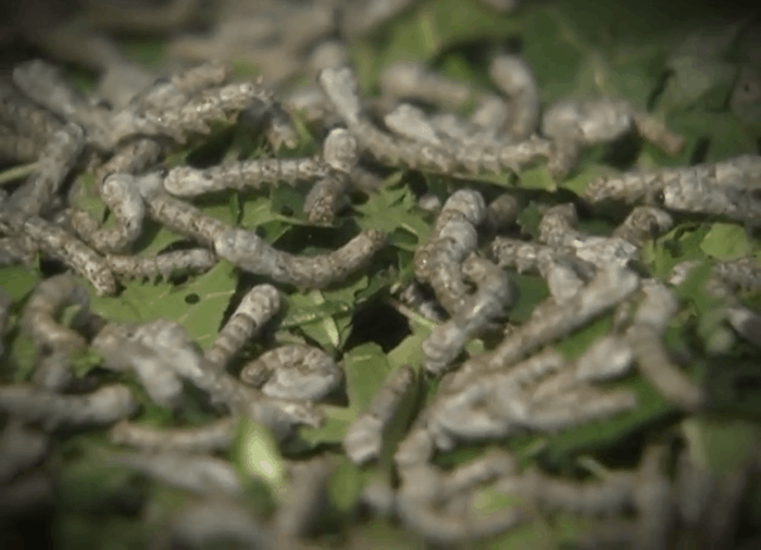 Vegan Rising SILKWORMS USED FOR THEIR COCOONS