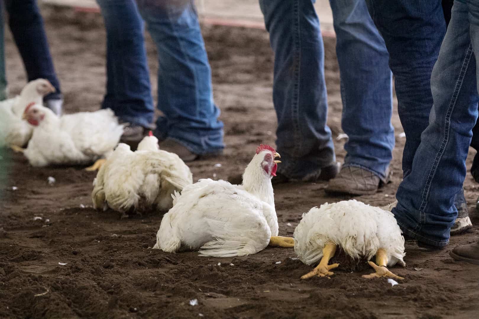 Vegan Rising | Why Vegan