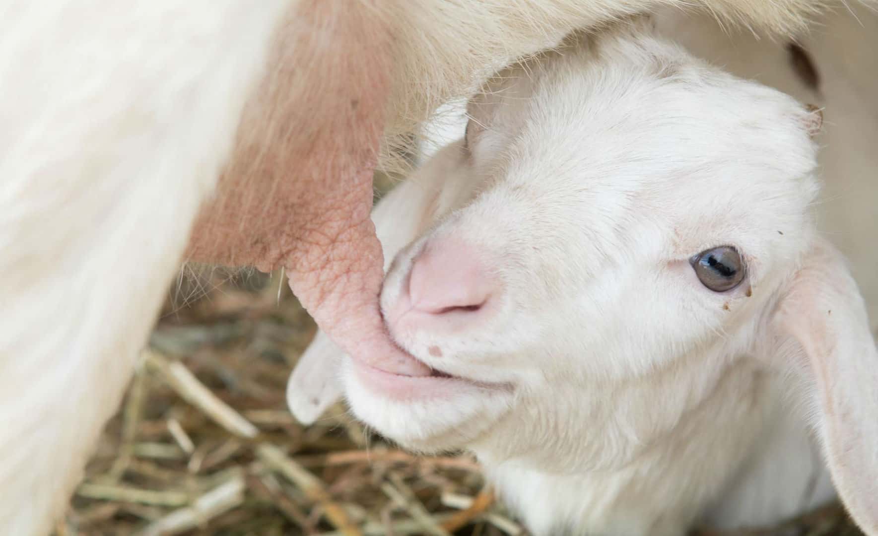 Vegan Rising | Become An Ethical Vegan