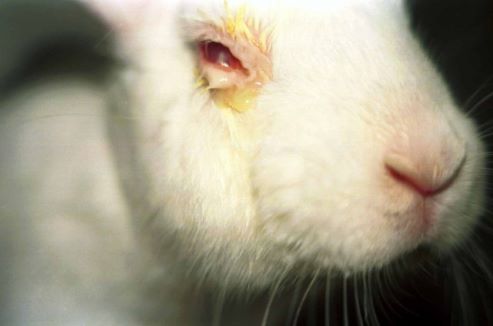 Vegan Rising | Testing Cosmetics on Animals